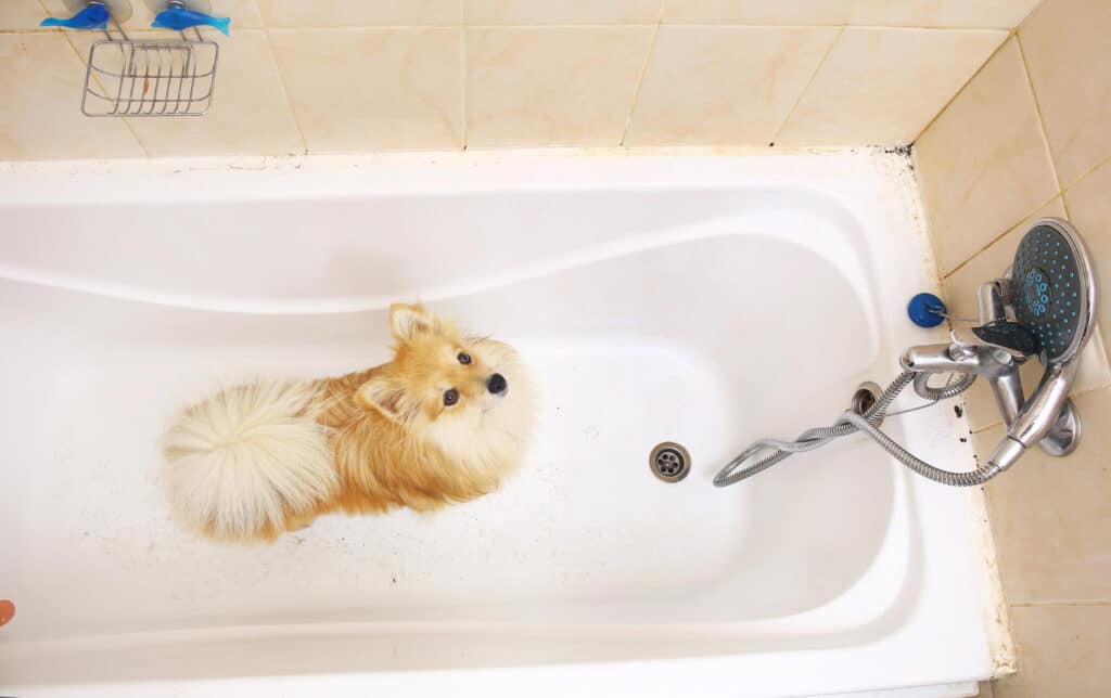Hydro Jet Drain Cleaning Tips for Homes With Pets