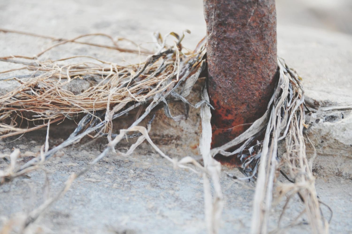 tree root clogs