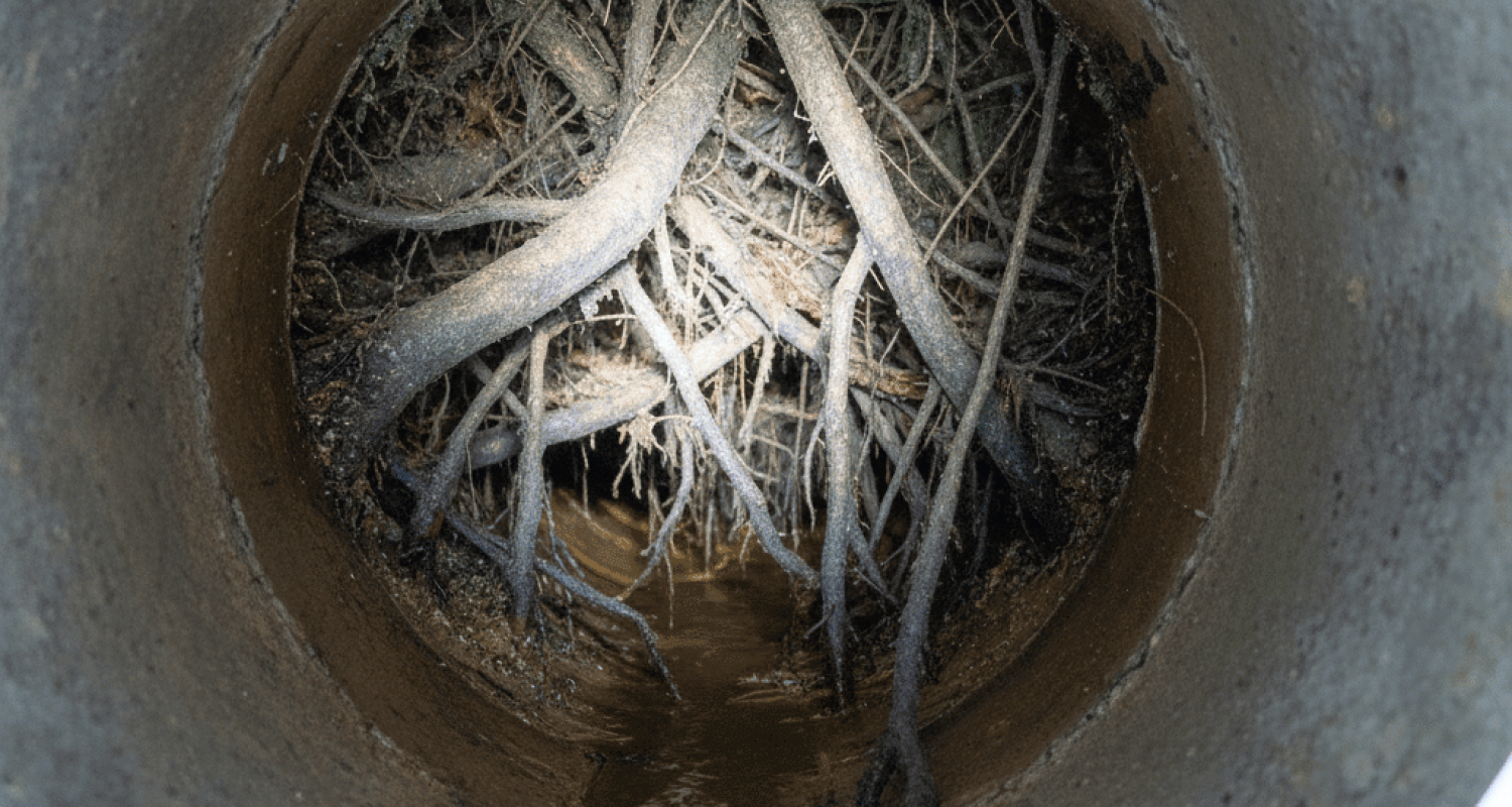 Root Intrusion Drain Pipe Camera Footage in Fort Myers FL